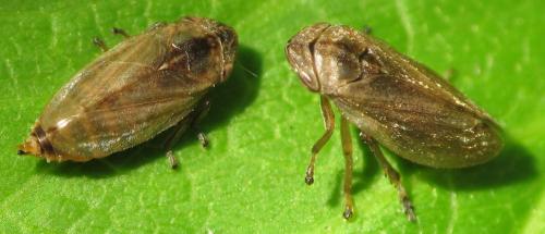 Philaenus spumarius
